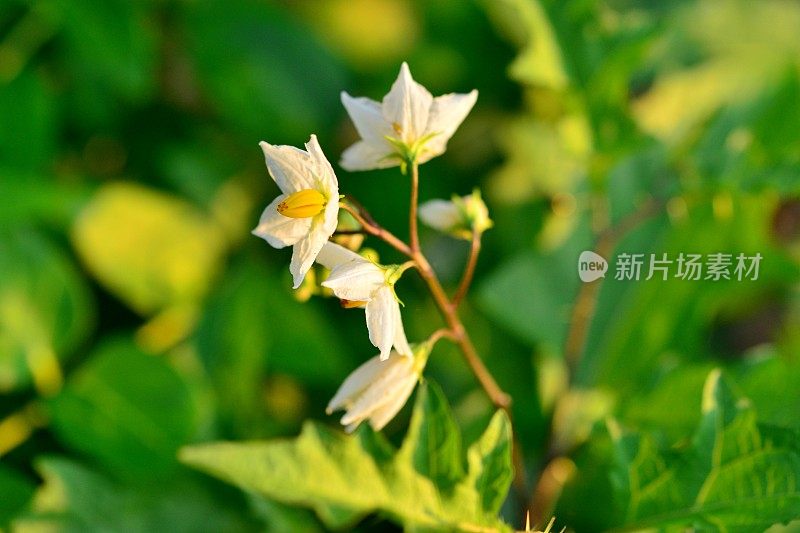 Solanum carolinense/卡罗莱纳马甲/魔鬼番茄